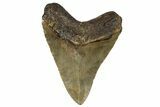 Very Nice Fossil Megalodon Tooth - North Carolina #258770-2